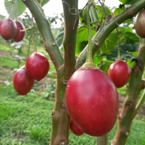 Ripe red tamarillos hanging on the tree at Bee and Graham's orchard near the Firth of Thames, with glossy deep-red skin and green leaves behind.