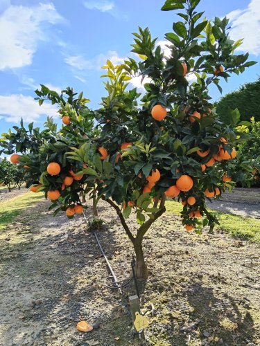 A young orange tree laden with ripe, bright orange fruit against a clear blue sky with wispy clouds. The tree is compact and full, its glossy dark green leaves framing dozens of oranges from top to bottom. Set in an orchard row with bare earth and scattered gravel underfoot, with more citrus trees visible in the background — a beautiful snapshot of a Hawke's Bay orange orchard at harvest time.