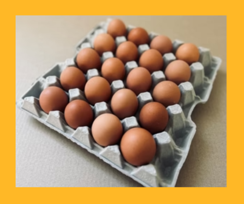 SALE Free Range Size 7 SALE - 20 Eggs