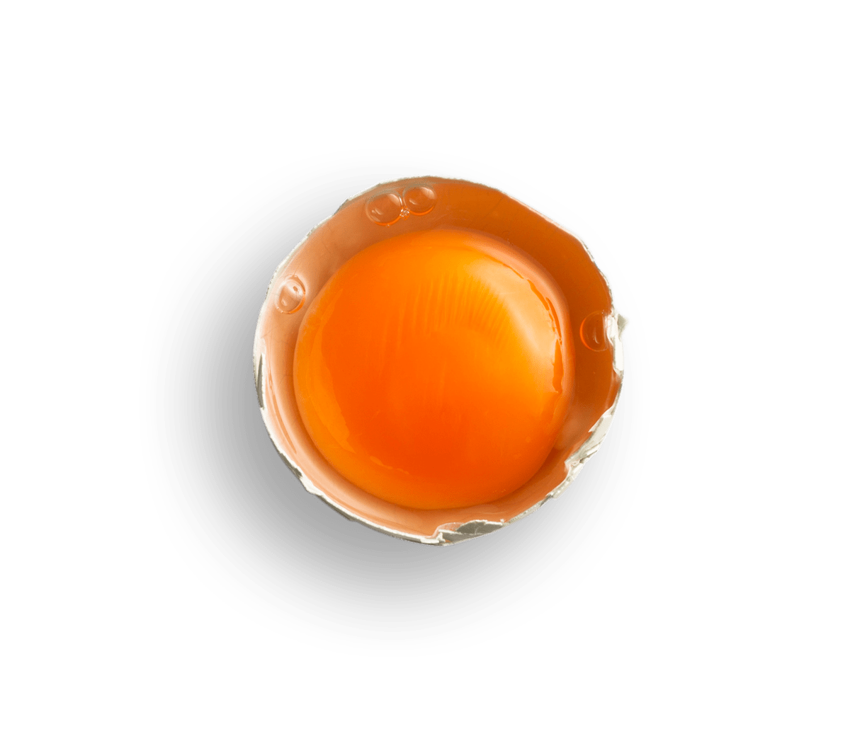 egg yolk